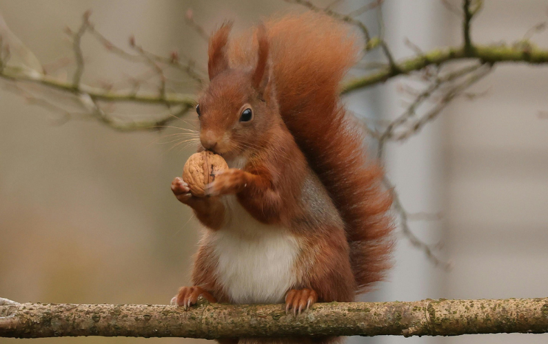 A red squirrel holding a walnut — representing the Novelty Seeker's tendency to chase the next exciting thing